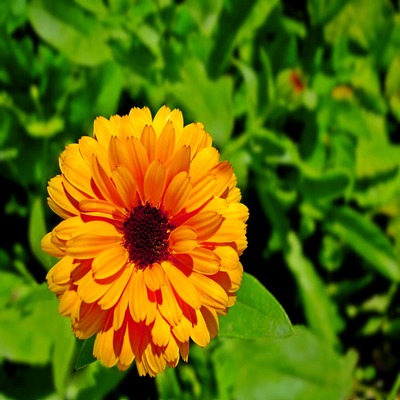 Calendula seeds