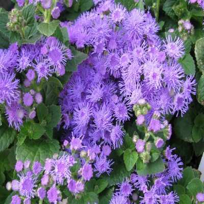 Ageratum seeds