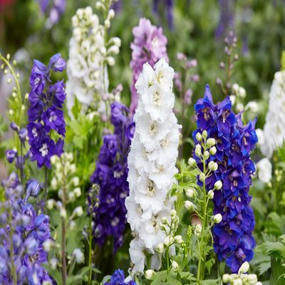 Delphinium seeds