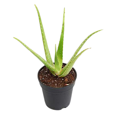 Aloe vera  plant