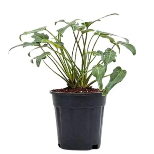 Philodendron (xanadu Green) plant