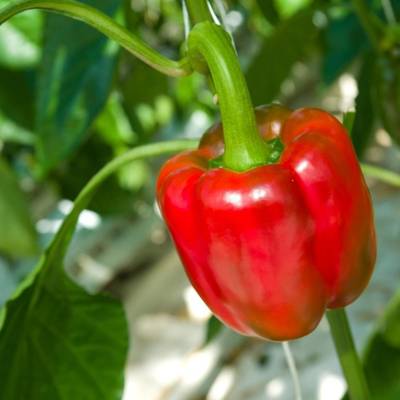 Capsicum red  queen Seeds