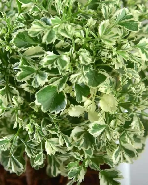 Aralia (Variegated) plant