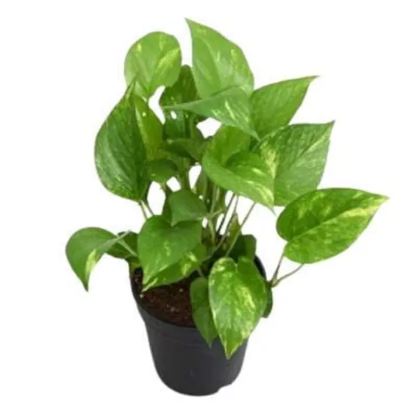 Money plant (variegated) plant