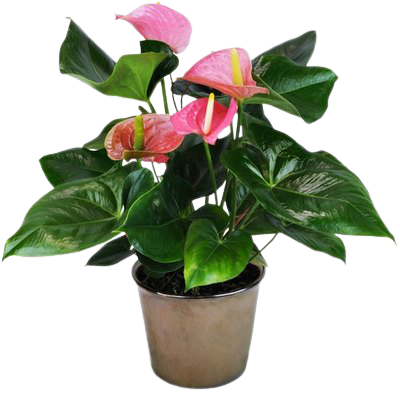 Anthurium (Tricolor) plant