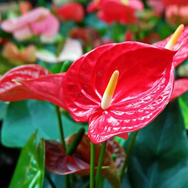 Anthurium (Red)  plant