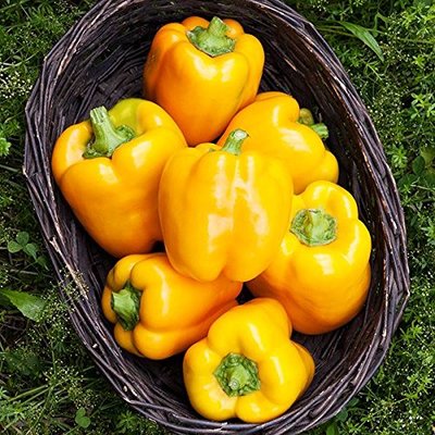 Capsicum yellow Seeds