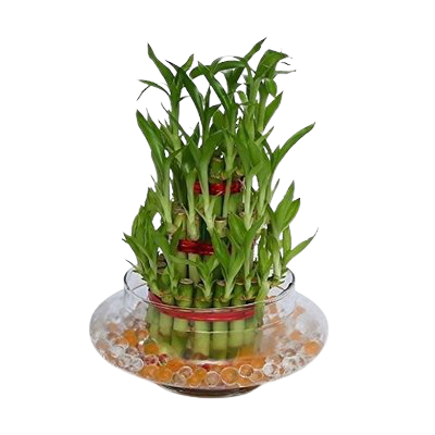 Lucky Bamboo Plant (3-layers)