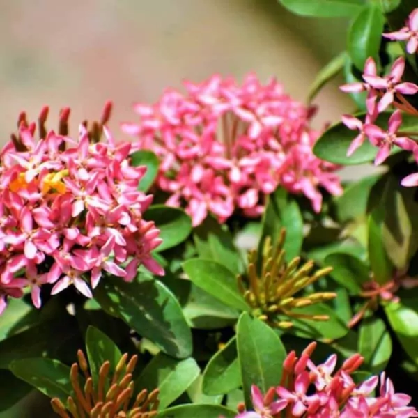 Ixora dwarf plant (pink colour)