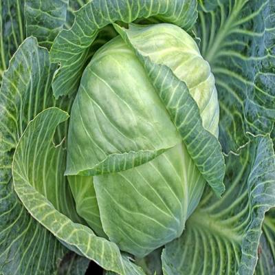 Cabbage golden acre seeds