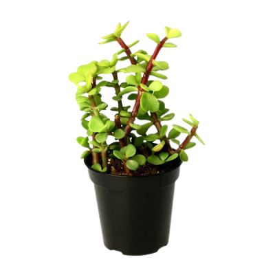 Jade plant (Green) - Elephant bush