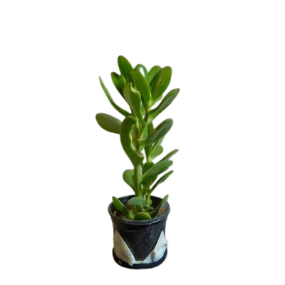 Jade plant (Green) -  Crassula ovata