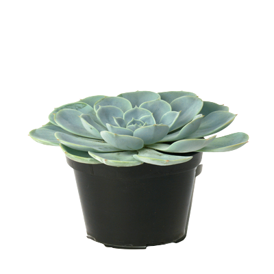  Mexican Snowball - (Echeveria daldia) plant