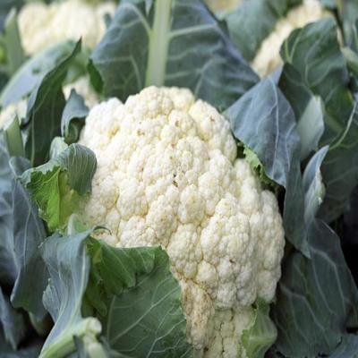 Cauliflower seeds