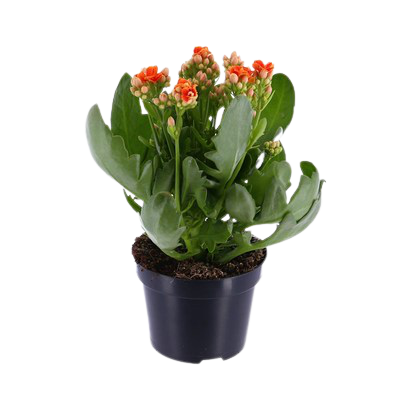 Kalanchoe (Orange) plant