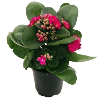 Kalanchoe (pink)