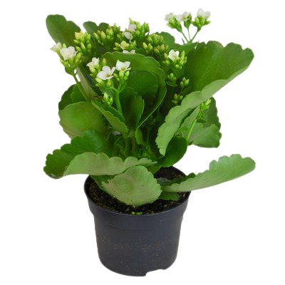 Kalanchoe (white) plant