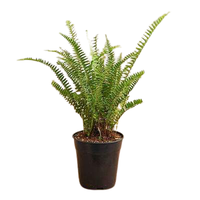 Boston Fern (Nephrolepis exaltata bosteniensis) plant