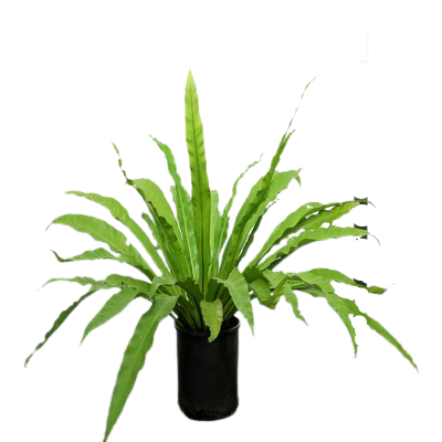 Bird Nest Fern - (Asplenium nidus)  plant