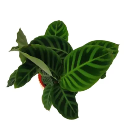 Calathea Zebrina plant