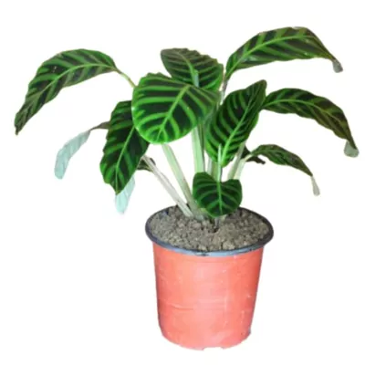 Calathea Zebrina plant