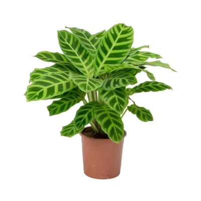 Calathea Zebrina plant