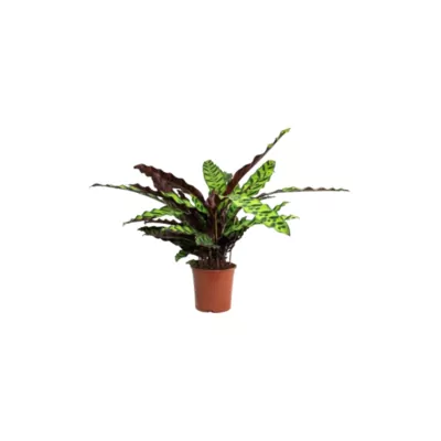 Calathea Rattlesnake Plant (Goeppertia insignis)