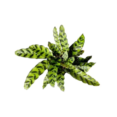 Calathea Rattlesnake Plant (Goeppertia insignis)