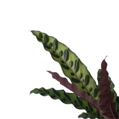 Calathea Rattlesnake Plant (Goeppertia insignis)