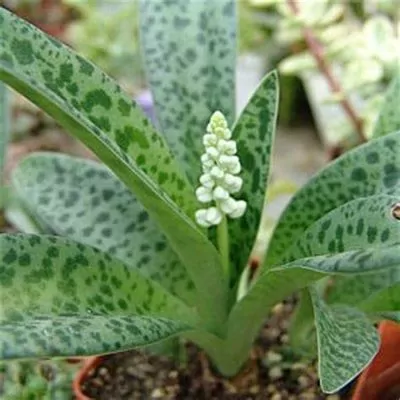 Squill plant (Drimiopsis Kirkii)