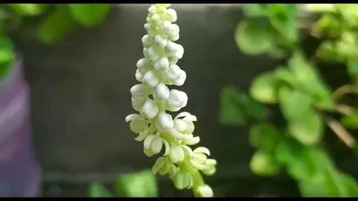 Squill plant (Drimiopsis Kirkii)