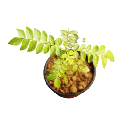 Curry leaf plant