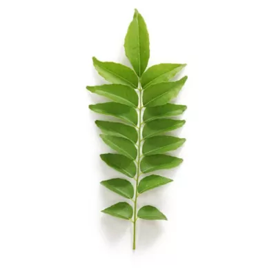 Curry leaf plant