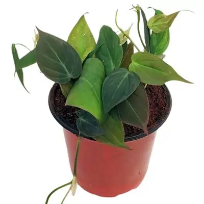 Philodendron Micans Plant (velvet leaf)