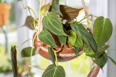 Philodendron Micans Plant (velvet leaf)