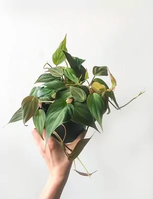 Philodendron Micans Plant (velvet leaf)