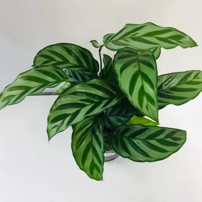 Calathea Freddy plant (Louisae)