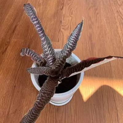 Cryptanthus Fosterianus Plant (Earth Star)