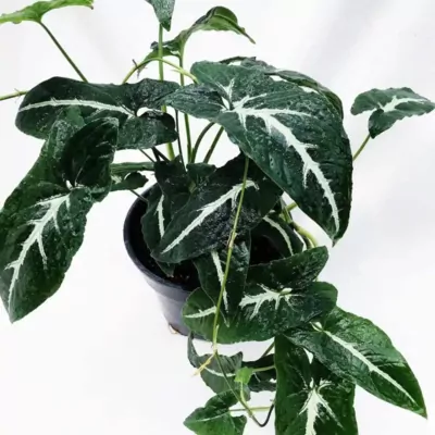 Syngonium Black Velvet (wendlandii) plant