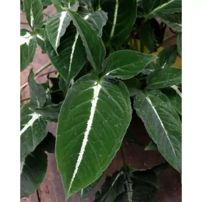 Syngonium Black Velvet (wendlandii) plant