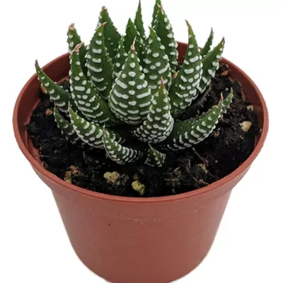 Haworthia Fasciata Plant (Zebra) 