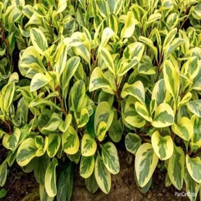 Peperomia obtusifolia Variegata plant