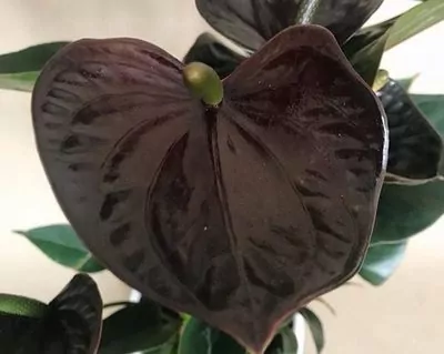 Anthurium (Black Beauty) Plant