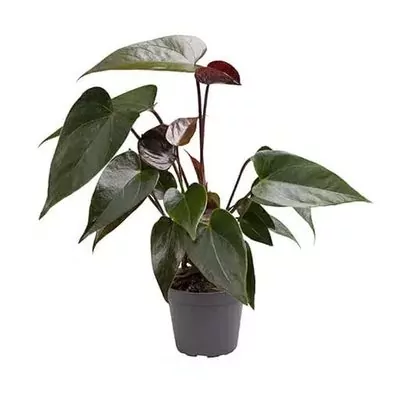 Anthurium (Black Beauty) Plant