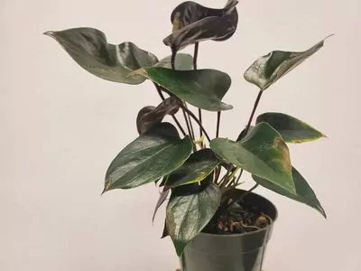 Anthurium (Black Beauty) Plant