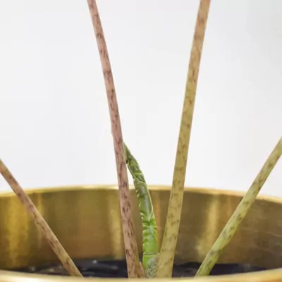 Alocasia plant (Pseudo Sanderiana)