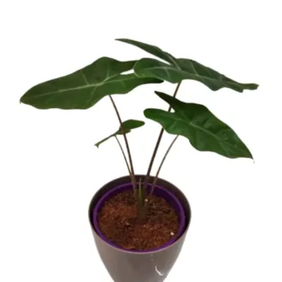 Alocasia plant (Pseudo Sanderiana)