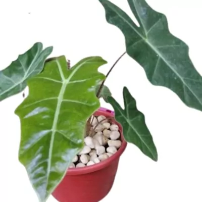 Alocasia plant (Pseudo Sanderiana)