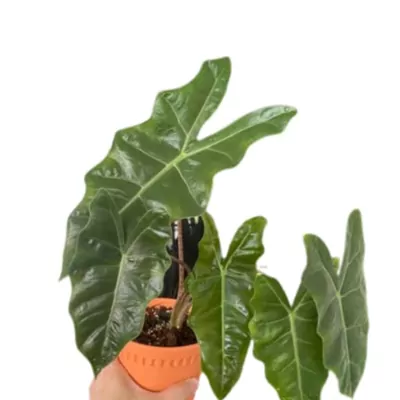 Alocasia plant (Pseudo Sanderiana)