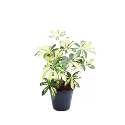 Schefflera Variegated - umbrella Plant